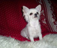 listino prezzi cuccioli solo su ordine CLICCA QUI  